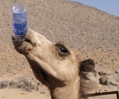 camel-723695_960_720